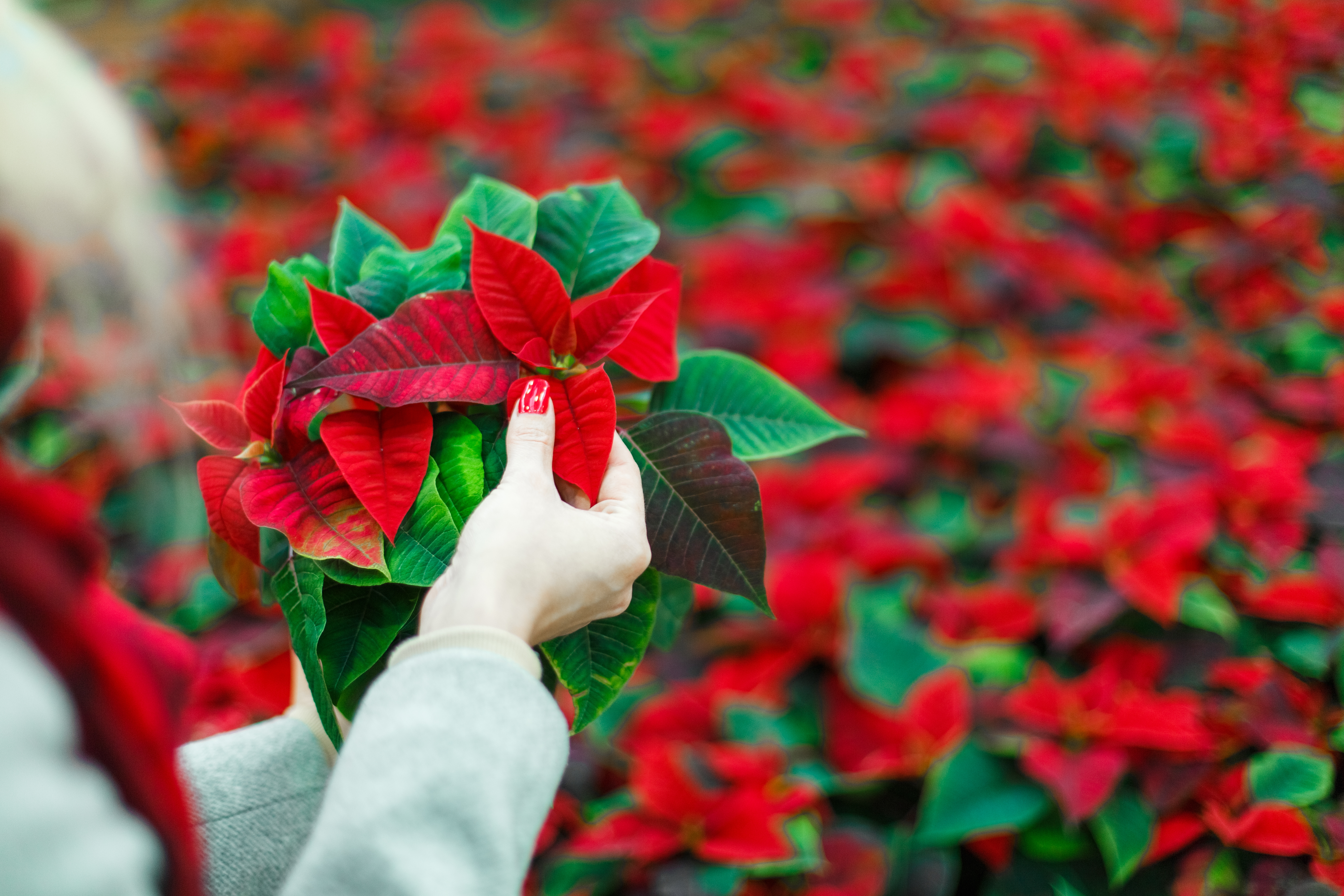 Christmas Poinsettia Plant (Euphorbia pulcherrima)  Festive Christmas Star  Decor