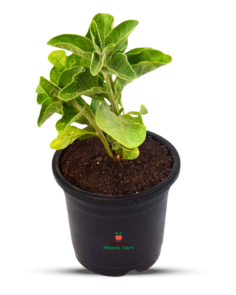 Ashwagandha Plant Buy