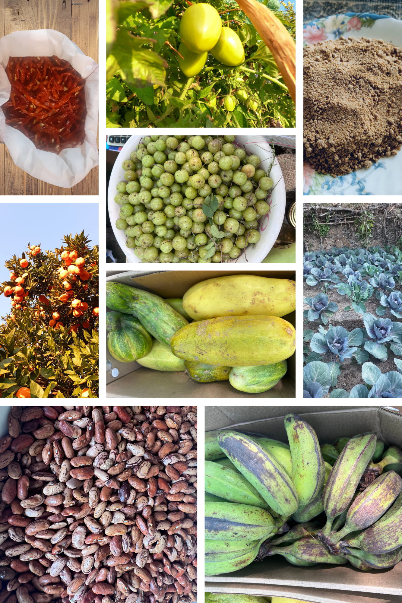 Our Farm Produce