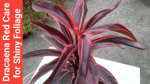 red dracaena mahatma drecina plant - Shivani Wholesale