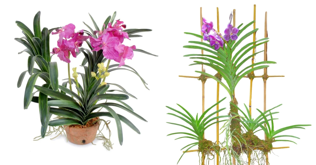Potting and Mounting Vanda orchids