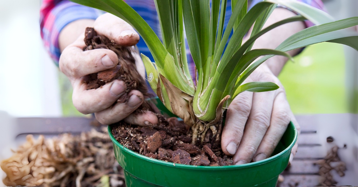 Media Pots For Cymbidium Orchids