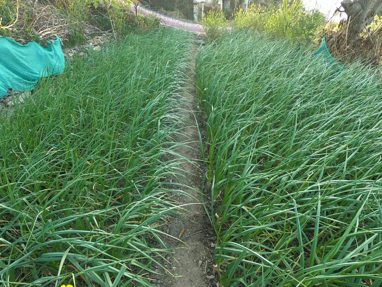 Farm field