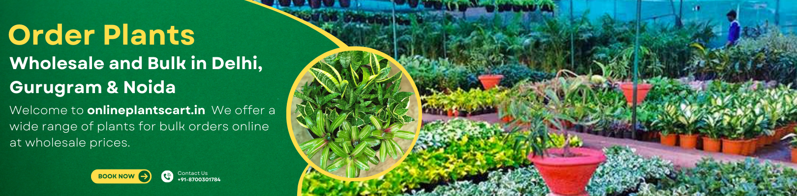 Orders Bulk Plants Online in Delhi NCR | Wholesale Plants Dealer