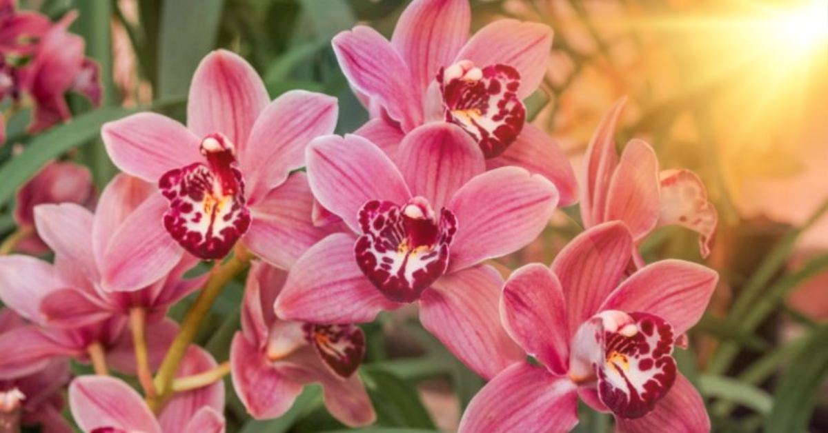 Sunlight For Cymbidium Orchids