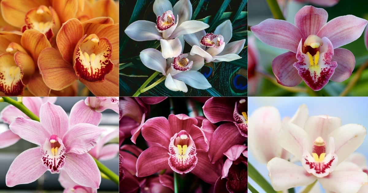 Cymbidium Orchids Bloom