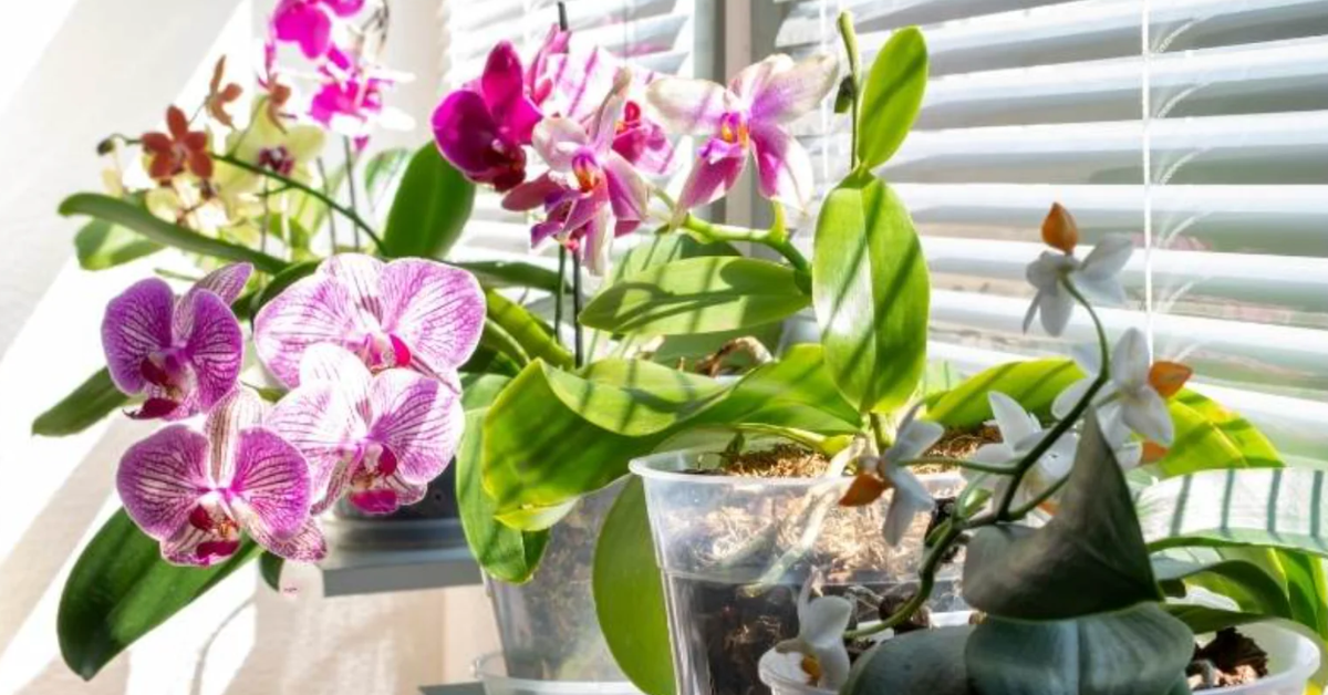 Phalaenopsis Sunlight lighting needs