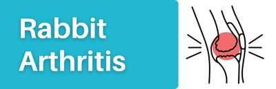 Rabbit Arthritis