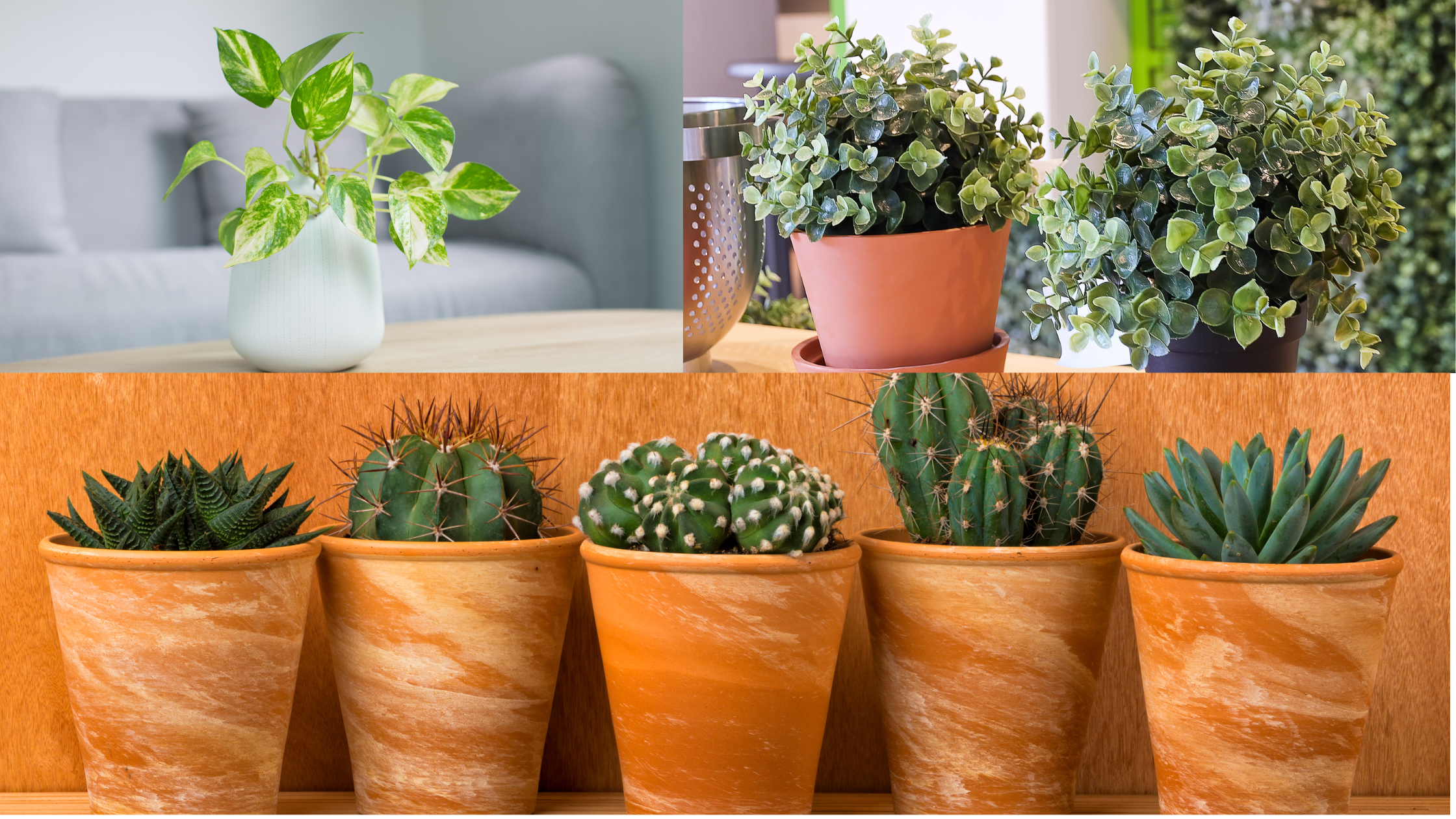 terracotta, ceramic, and plastic pots.