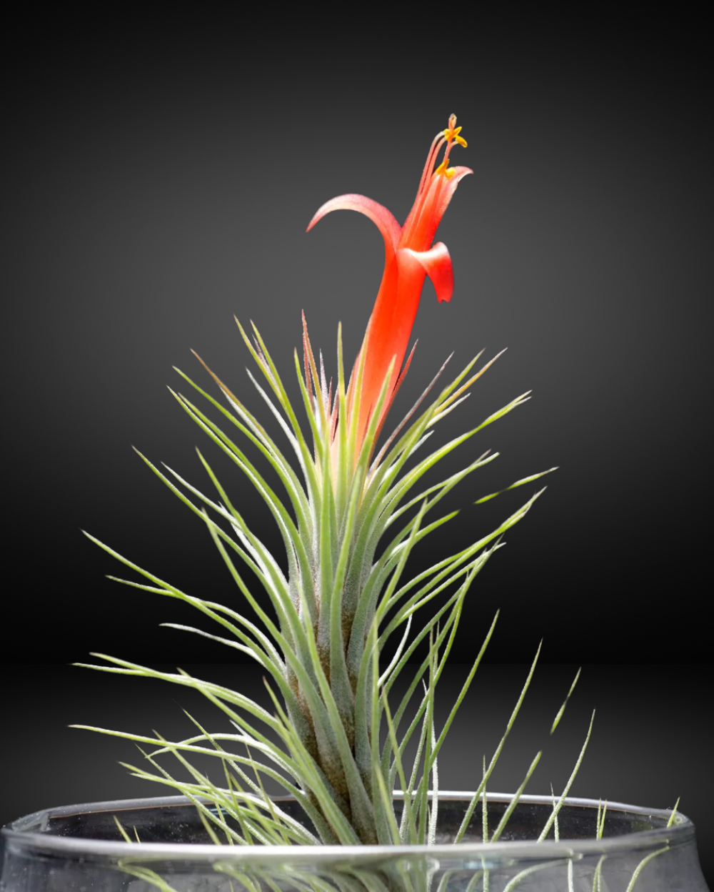フラワー・ガーデニング Tillandsia cotagaitensis **50** eab97017-33cb-49e1-8b0f-