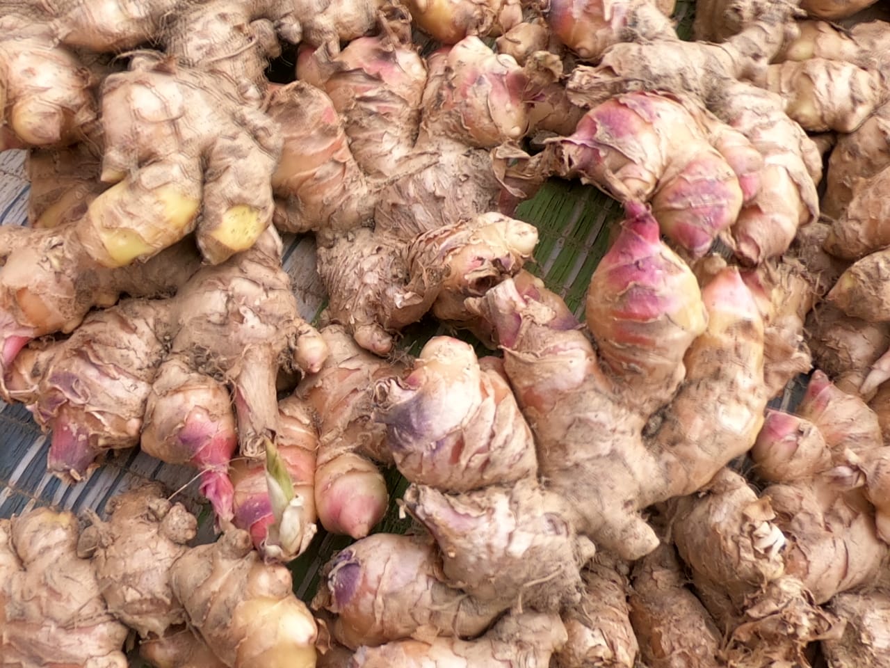 Raw haldi roots