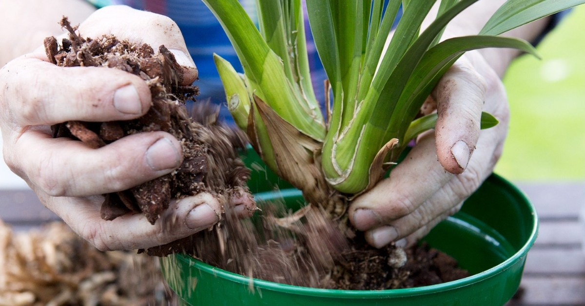 Repot For Cymbidium Orchids