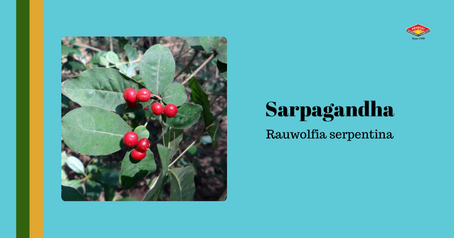 sarpagandha - rauwolfia serpentina