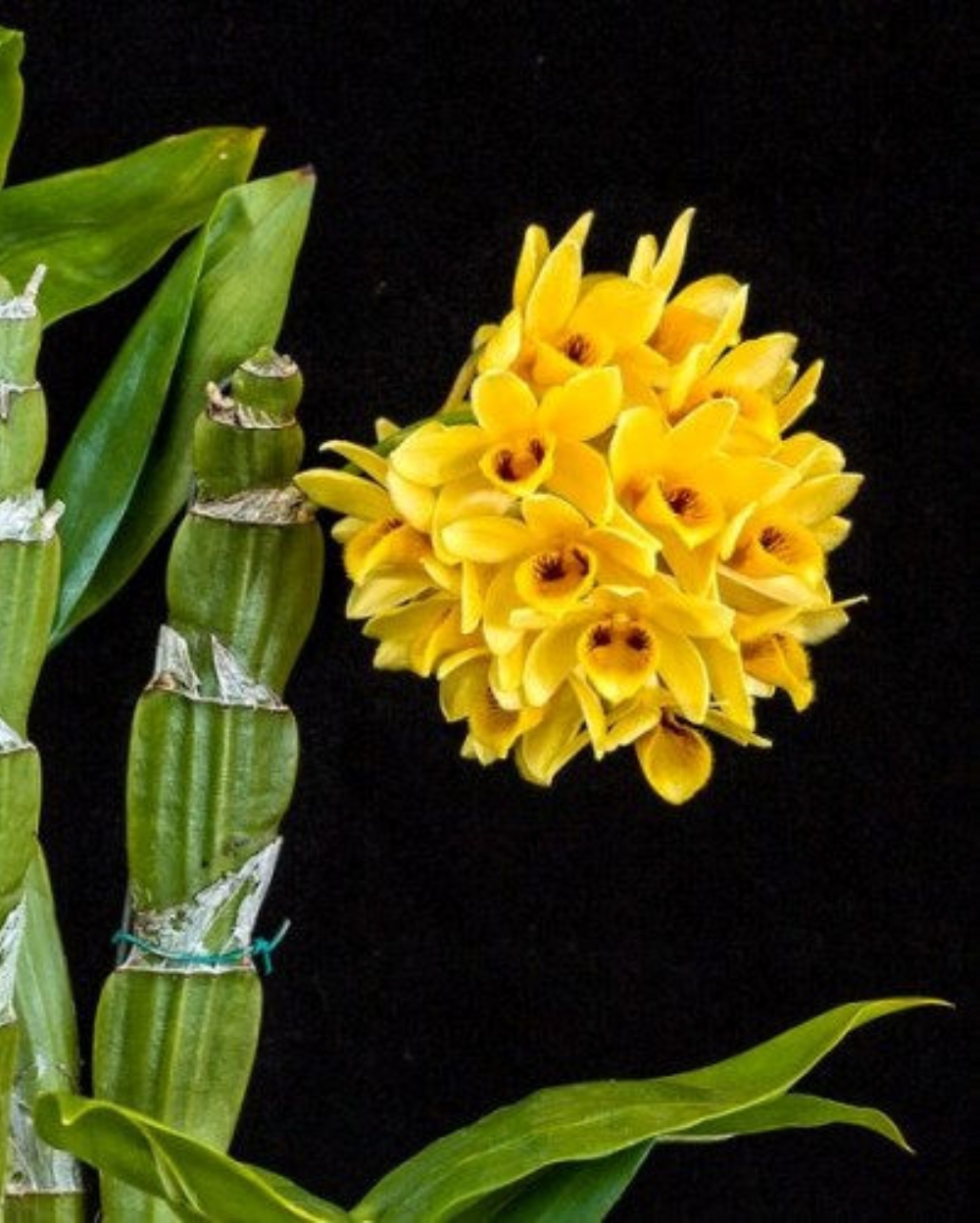 Dendrobium Orchid Hybrid Sulcatum With Flowers Spike - Divine Blossoms ...